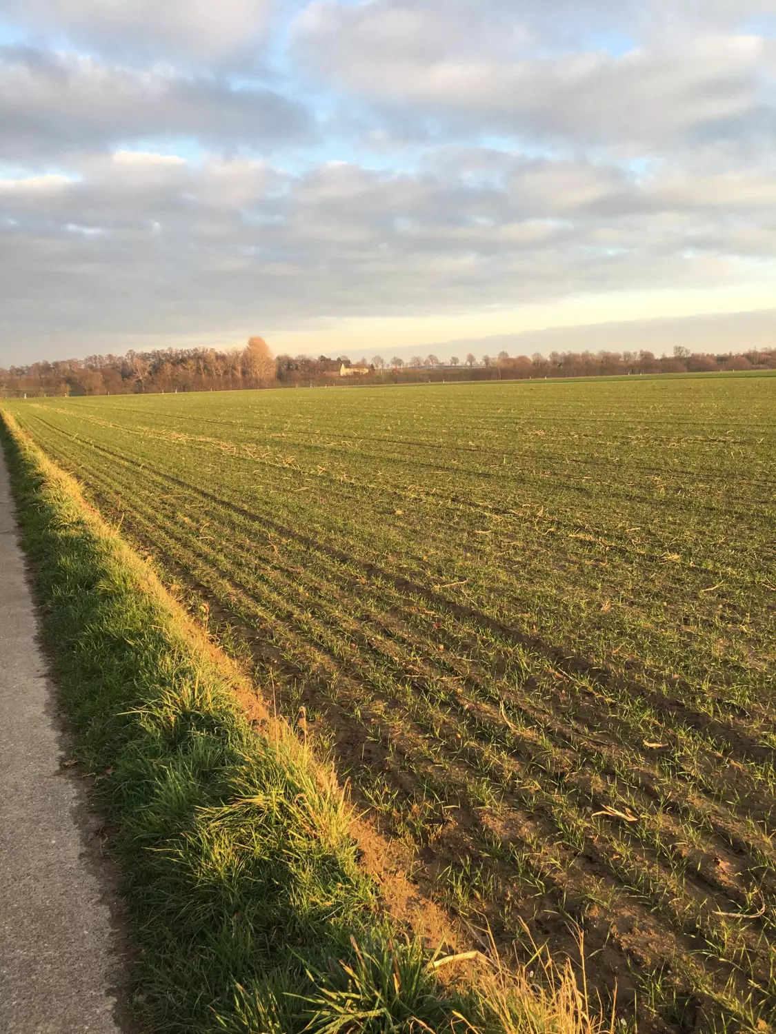 Widok na pole o zachodzie słońca